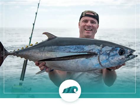 Image result for Blue Runner Fish Speed Video