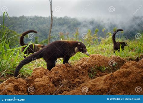 White-nosed Coati - Nasua Narica, Known As the Coatimundi, Family ...