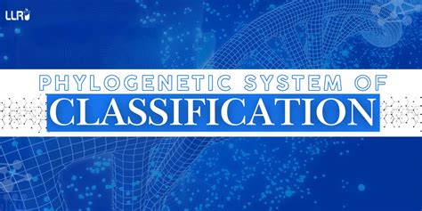 Image result for Echiler Classification System