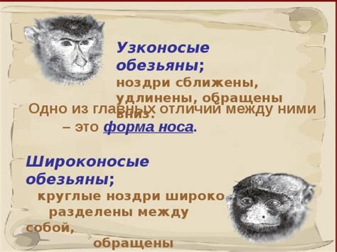 Характеристика и особенности отряда Приматы