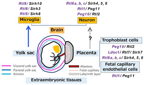 Retrovirus-Derived RTL/SIRH: Their Diverse Roles in the Current ...