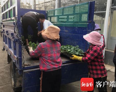 一手打伞 一手干活 | 三亚：种苗补贴助力冬季瓜菜生产 每株种苗农户只需2毛钱-新闻中心-南海网