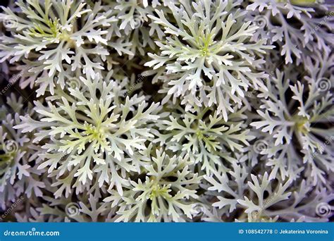 Artemisia Annua, Sweet Wormwood, Sweet Annie, Sweet Sagewort, Annual ...