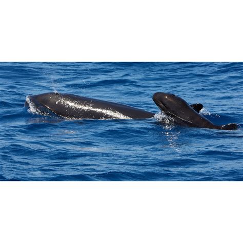 Малые косатки (Pseudorca) | LifeCatalog