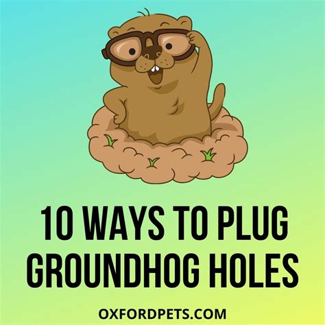 How To Plug Groundhog Holes? [11 Humane Ways] - Oxford Pets