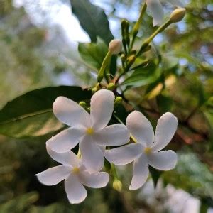 Cloud Farm Jasmine Plant Price in India - Buy Cloud Farm Jasmine Plant ...