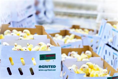 Image result for Broiler Chicken Brooding