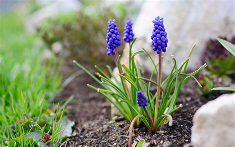 Grape Hyacinth Flowers
