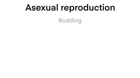 Are Hermaphrodites Asexual at James Vines blog
