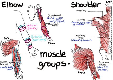 Image result for Musculoskeletal System Joints