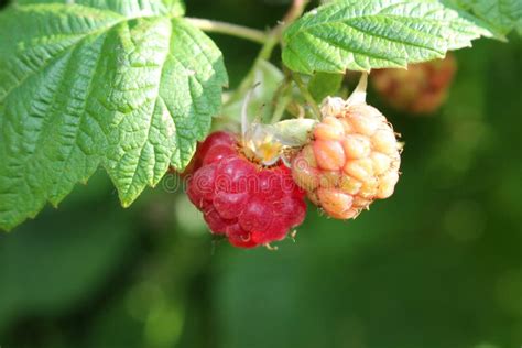 Red Raspberry Bush 的图像结果