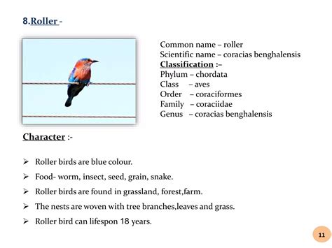 Birds project - collection and identification of birds | PPTX