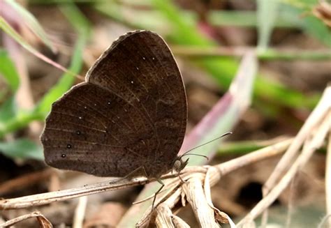 Mycalesis spp. | Butterfly