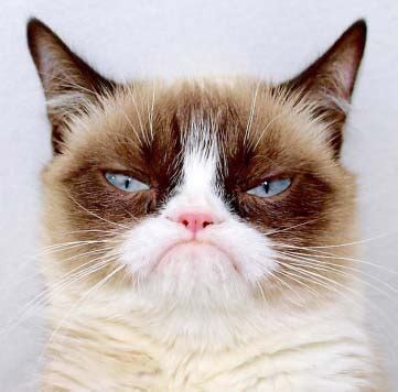 Image result for Grumpy Cat Origin
