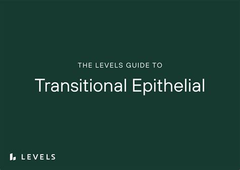 Image result for Transitional Epithelial Cells