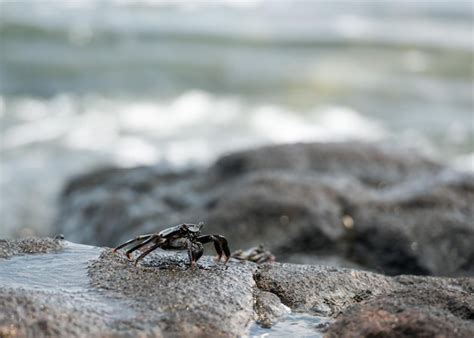 Crab on the lava rocks in hawaii | Premium Photo