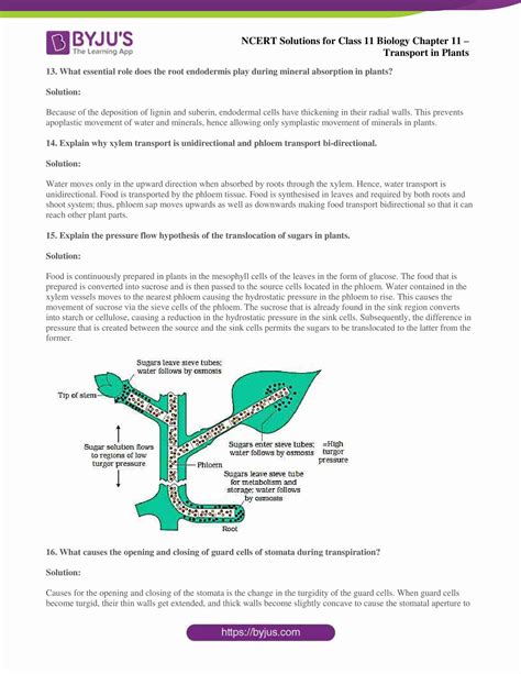 What Is Chapter 11 Transport In Plants? – ILBI