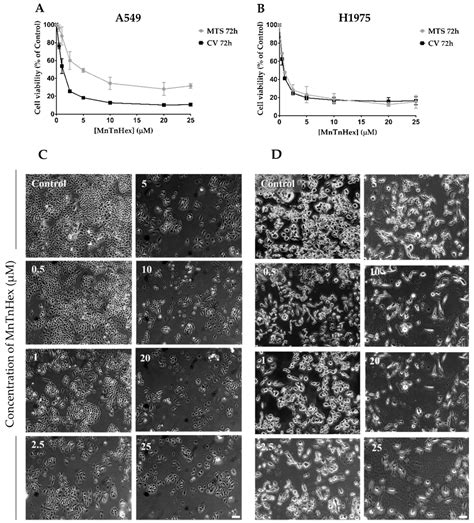 MnTnHex-2-PyP5+ Displays Anticancer Properties and Enhances Cisplatin ...
