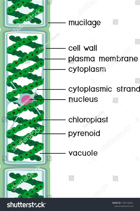 Phylum Of Spirogyra
