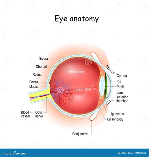 Eye Anatomy. Cross Section of Eyeball, Eyelids, and Optic Nerve Stock ...