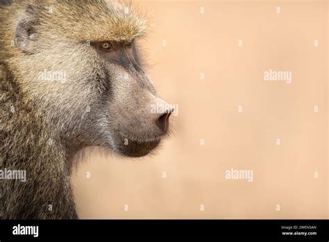 Image result for Baboon Side View