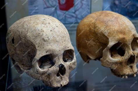 Realistic Human Skull