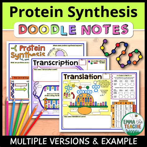 Image result for Protein Synthesis Diagram Worksheet