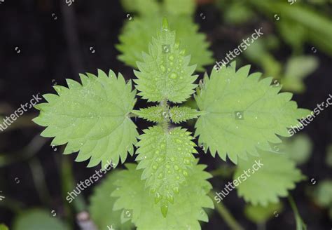 Stinging Nettle Urtica Dioica Leaves Waterdrops Editorial Stock Photo ...