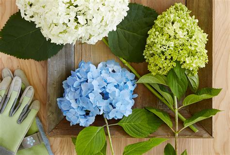 Propagating Hydrangeas 的图像结果