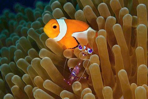 Image result for Poisson Clown