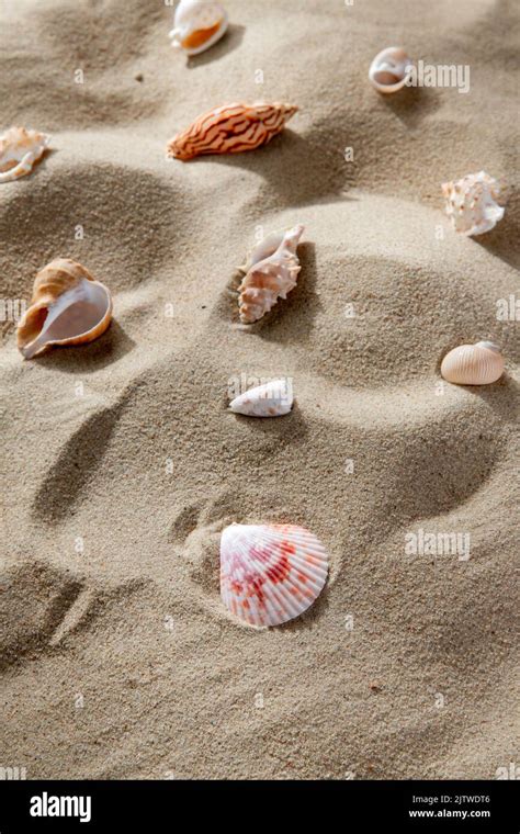 Beach Sea Shells 的图像结果