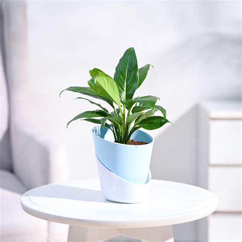 Buy Peace Lily(Spathiphyllum) Online in India | Safe Home Delivery – Ugaoo