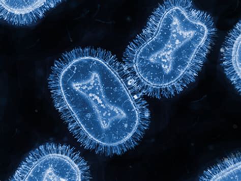 Human monkeypox outbreak | Meer