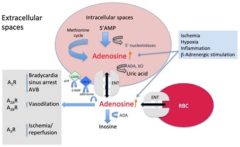 Adenosine Side Effects And Adverse Effects - adenosine for svt