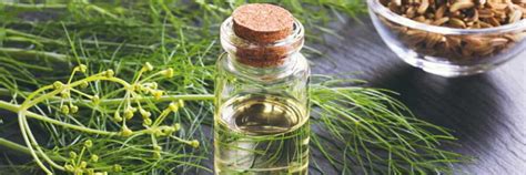 Fennel Essential Oil - Uses, Benefits, Extraction, Constituents