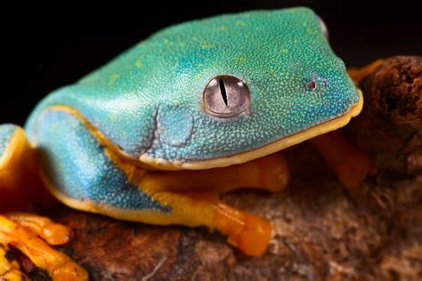 Image result for Types of Tree Frogs