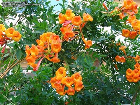 Plants Point Tecoma gaudichaudi Orange Bells Flowering Shrubs Plant (1 ...