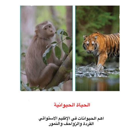 It Works in My Local Sticker 的图像结果