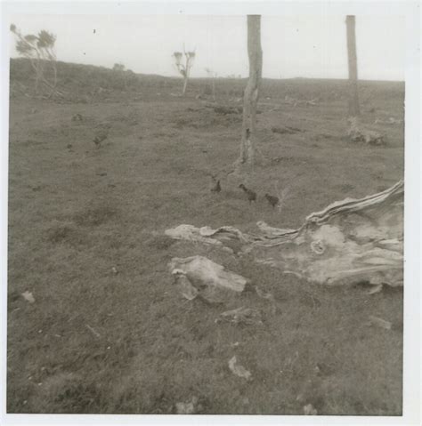 Birds on the Chatham Islands | discoverywall.nz