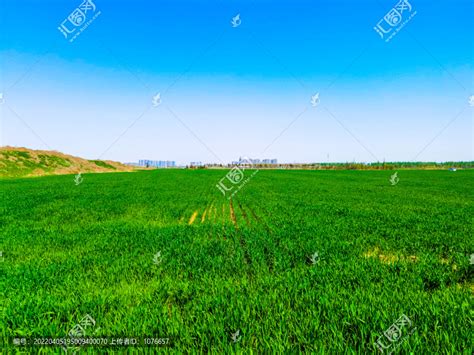 航拍农村绿油油的稻田风光绿色自然风景禾苗下载-编号32623710-自然风景-我图网