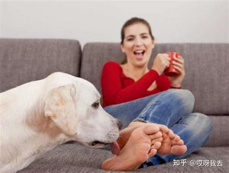 狗狗为何总是舔人的脚，其实它在告诉你这几件事！ - 知乎