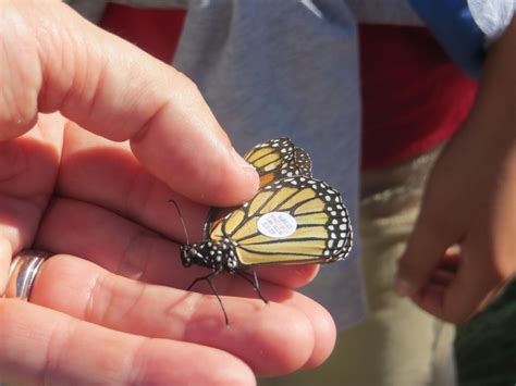 Monarch Tagging Program 的图像结果