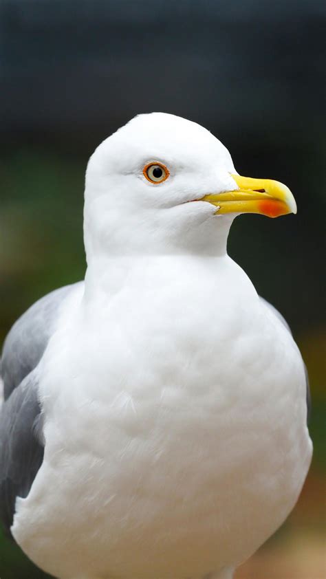 Close-up of a Seagull in Rome, Italy · Free Stock Photo