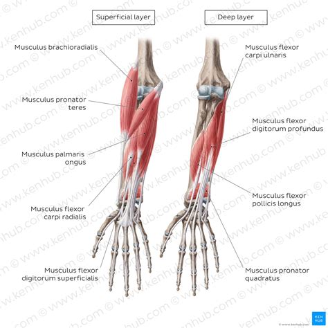 Musculus flexor pollicis longus - Anatomie & Funktion | Kenhub