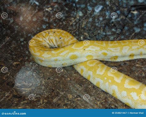 Indian Rock Python. Big Yellow Snake Stock Image - Image of closeup ...