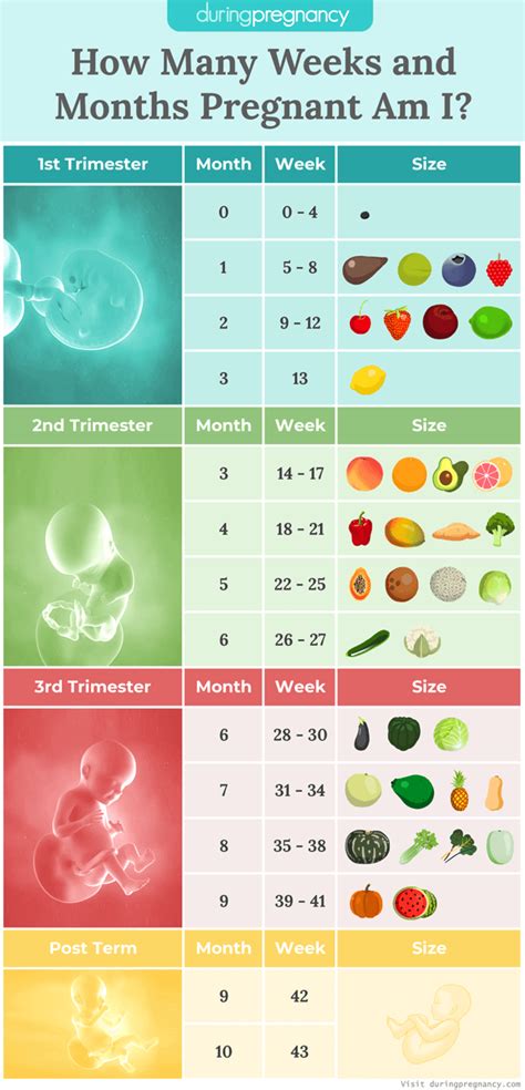 How Many Weeks and How Many Months Am I? with Size Chart | Pregnancy ...
