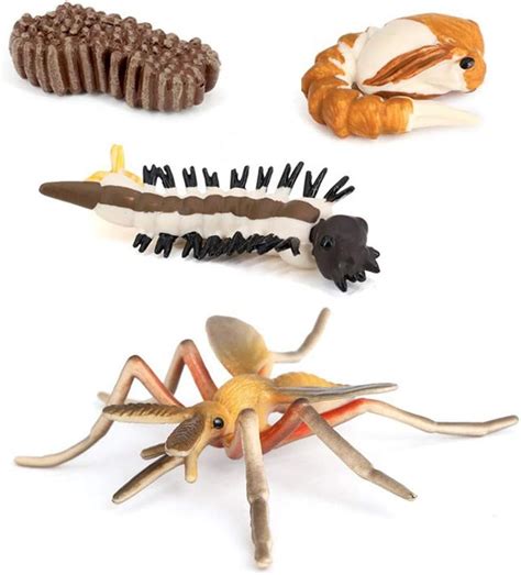 Buy MODEBESO® Mosquito Animal Life Cycle,Insect Growth Cycle Model,Hand ...
