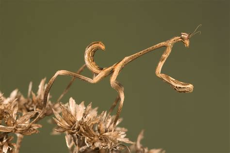 What to Know for Praying Mantis Mating Season