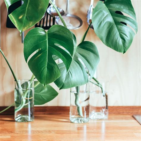 Propagating Monstera Deliciosa | Plant Care - Monstera Houseplant Guide