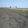 Identify the soil with the help of the following features:a. Clayey ...